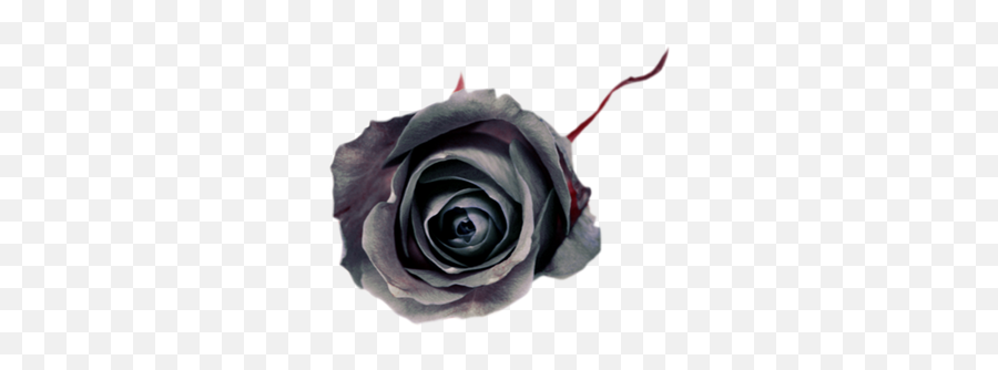 Black Rose Noir Fleur Gothic Gothique - Lovely Png,Black Roses Png