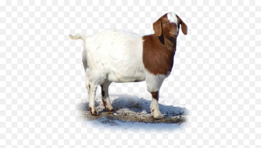 Goat 20 N Feed Supplement For Nutrition - Goat Got Animal Images Png,Goats Png