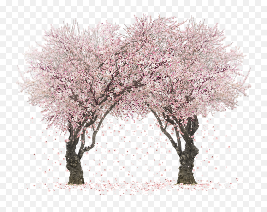 Sakura Tree Png Clipart Images Gallery - Happy Kiss Day 2021,Sakura Tree Png