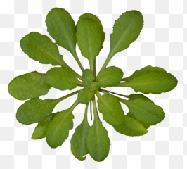 Fountain Png Plan Transparent Background - For My Wife Arabidopsis Png,Fountain Png