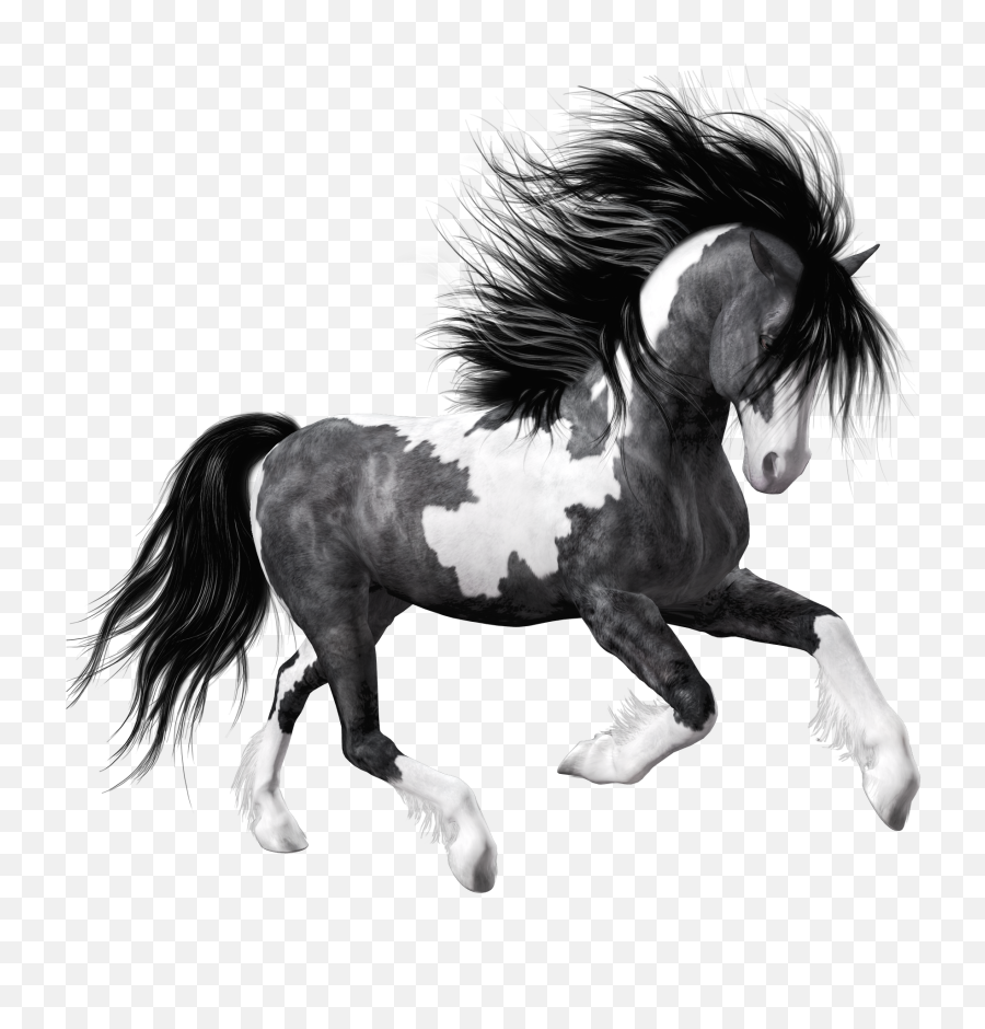 Download Hd Black Horse Png Transparent - Black And White Horse Png,White Horse Png