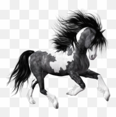 Download Hd Black Horse Png Transparent - And White