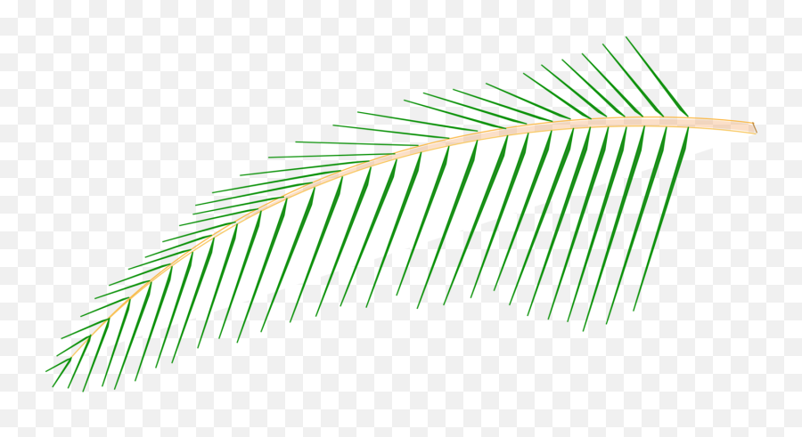 Grass Familygrassangle Png Clipart - Royalty Free Svg Png Portable Network Graphics,Grasses Png
