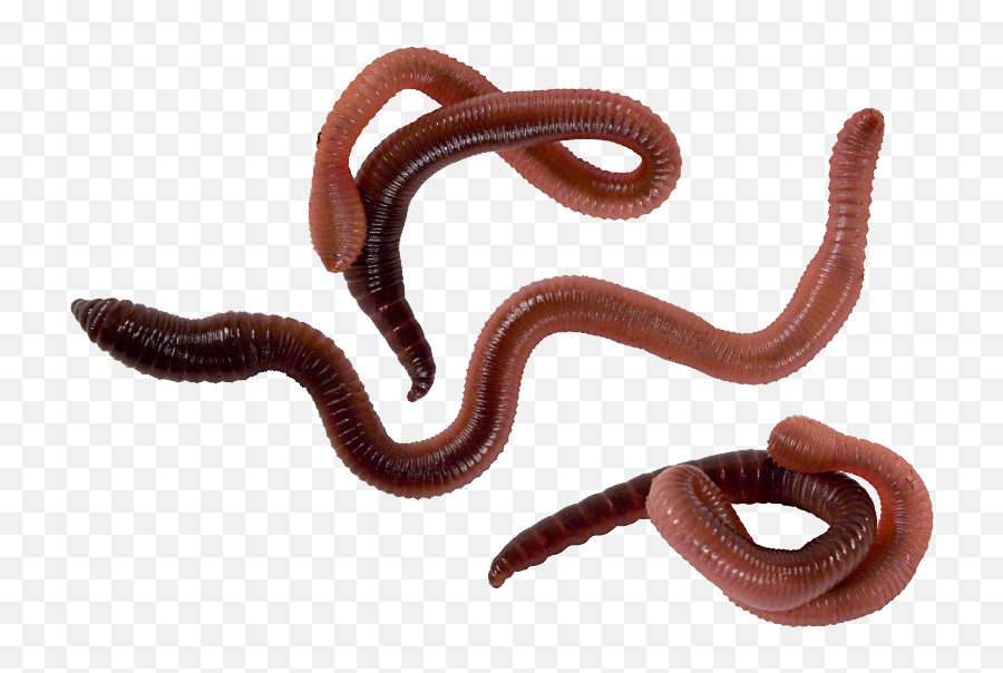 Worms Png Download - 3 Classes Of Annelids,Worm Png