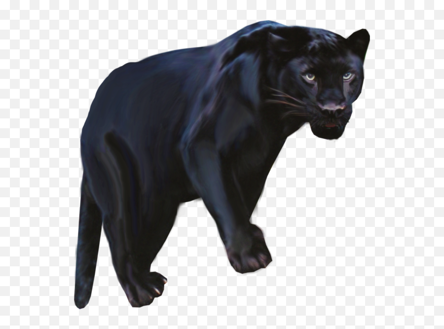 Pantera Animal Png Clipart Black - Black Panthers Animal Clipart,Jaguar Png