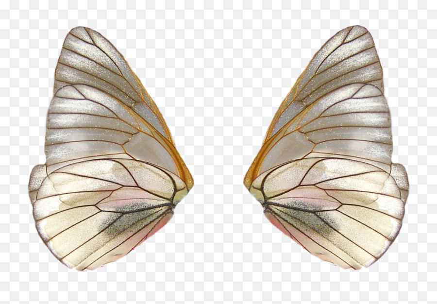Download Share This Image - Fairy Wings Png Png Image With Butterfly Wings Png,Butterfly Wing Png