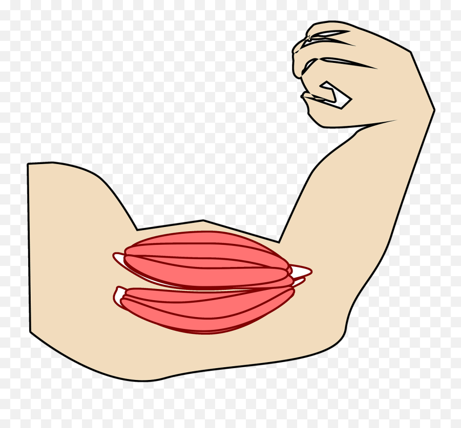 Muscle Biceps - Musculo Png,Muscle Arm Png