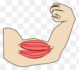 Muscle Biceps - Musculo Png