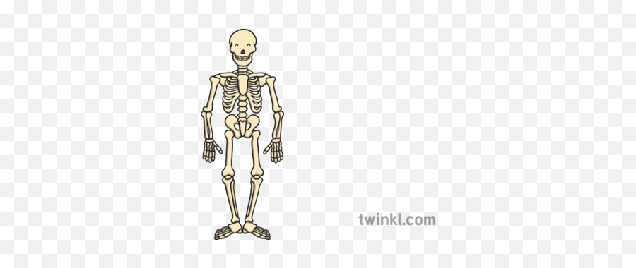 Skeleton Twinkl Eyes Illustration - Twinkl Tiger Who Came To Tea Black And White Png,Skeleton Transparent