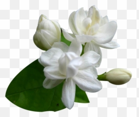 Jasmine Flowers Png 1 Image - Jasmine Flower Png,Jasmine Png