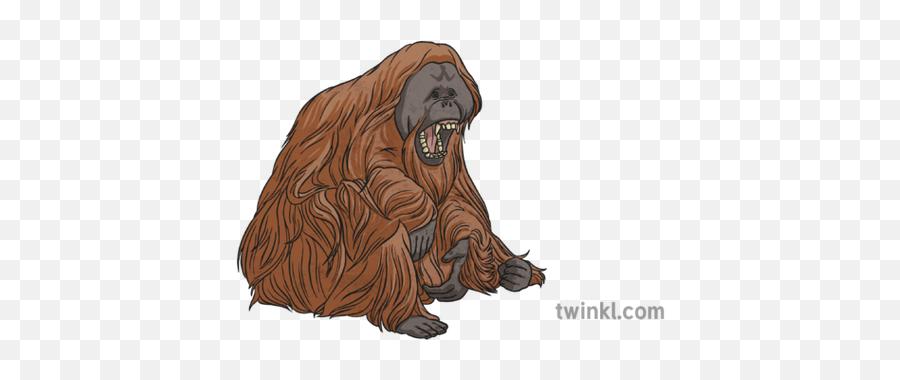 Borneo Orangutan 2 Illustration - Twinkl Grizzly Bear Png,Orangutan Png