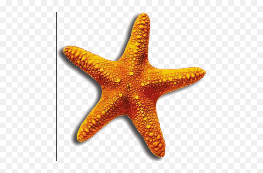 Sea Star Png 6 Image - Transparent Starfish Png,Sea Star Png