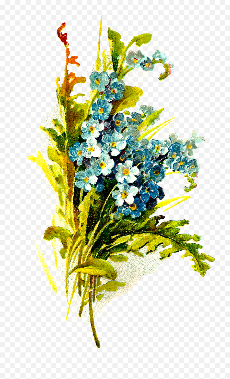 Antique Images Wildflower Image Digital Forget - Menot Heath Aster Png,Forget Me Not Png