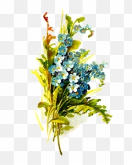 Antique Images Wildflower Image Digital Forget - Menot Heath Aster Png,Forget Me Not Png