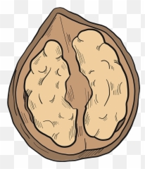 Walnut Clipart Free Download Transparent Png Creazilla - Illustration,Walnut Png
