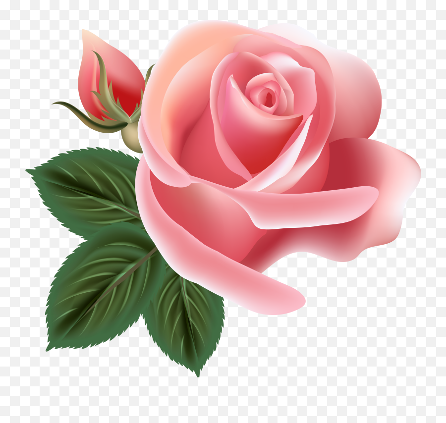 Centifolia Roses Rosa Chinensis Flower - Pink Rose Vector Png,Pink Roses Png