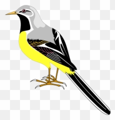 Cartoon Sparrow Png Clipart - Full Size Clipart 522251 Gambar Motif Dekoratif Burung Pipit,Jack Sparrow Png