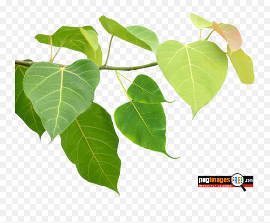 Pepal Tree Png Images - Pngimagesfreecom Bo Leaf Png,Green Leaves Png