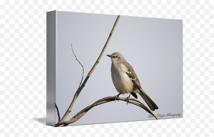 Northern Mockingbird By Laura Frazier - Northern Mockingbird Png,Mockingbird Png