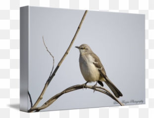 Northern Mockingbird By Laura Frazier - Northern Mockingbird Png,Mockingbird Png