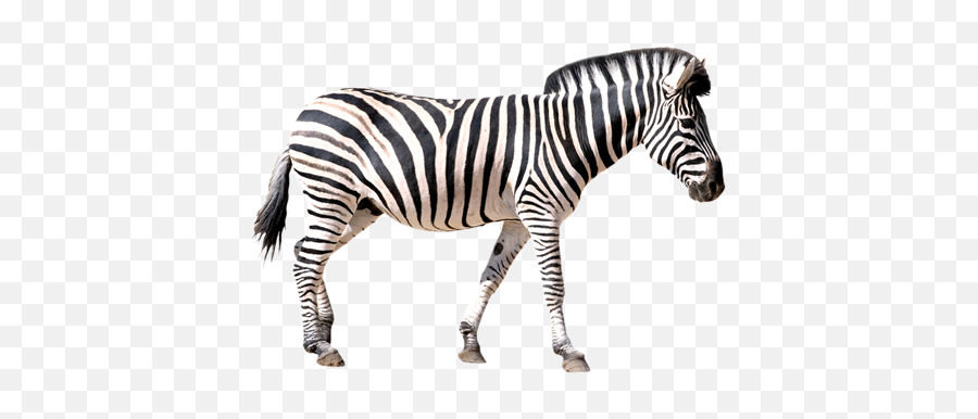 Zebra Png Transparent Free Images - Transparent Background Zebra Png,Zebra Png