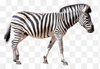 Zebra Png Transparent Free Images - Transparent Background Zebra Png,Zebra Png