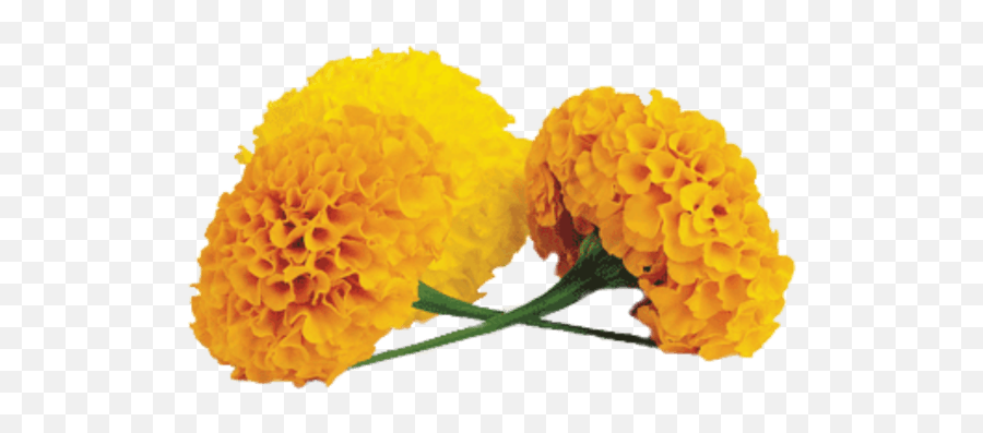 Marigold Transparent Png - Transparent Marigold Flower Png,Marigold Png