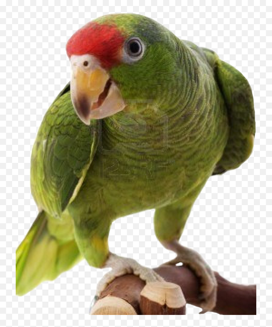 Parrots Png Transparent Images - Amazon Parrot Png,Parrot Transparent
