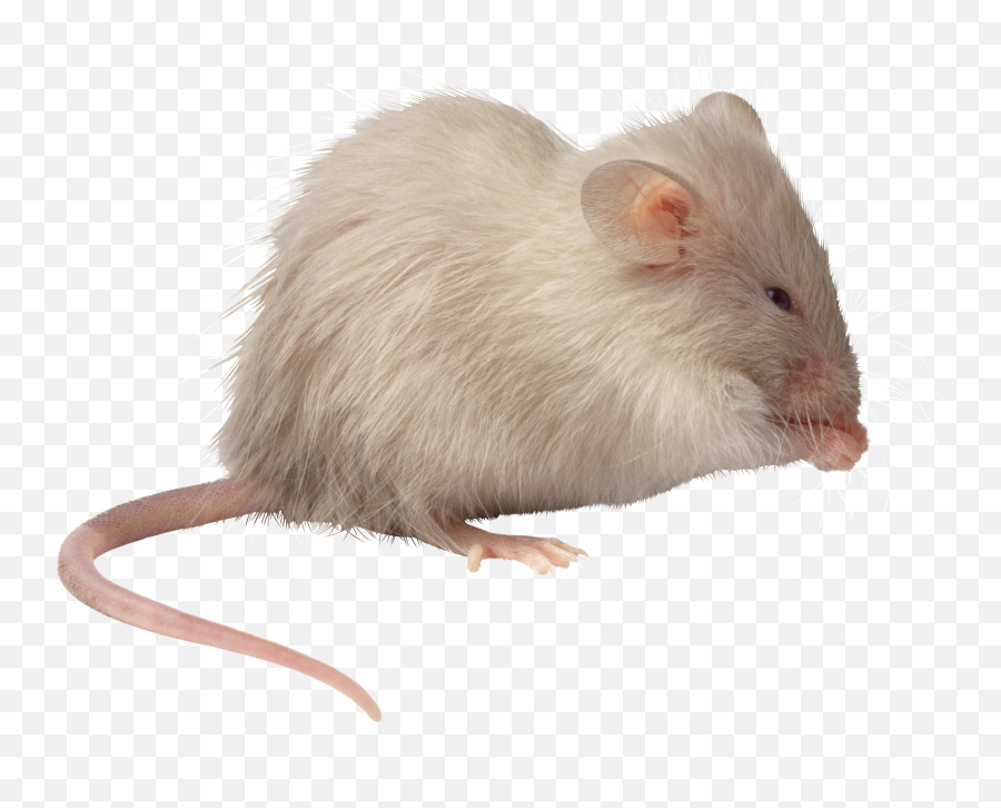 Rat Mouse Transparent Png File - Transparent Background Mouse Transparent,Rat Transparent
