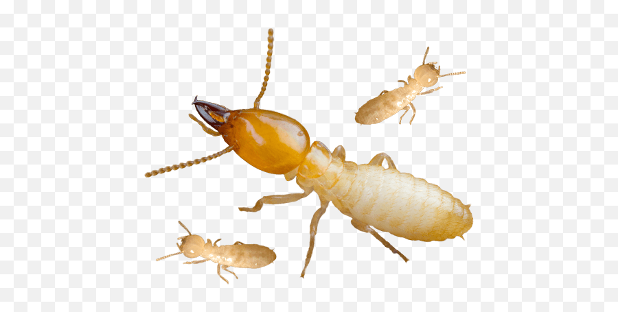 Download Termite Png Background Image