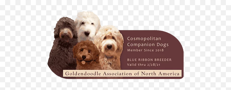Goldendoodle Colors And Patterns Cosmopolitan Companion Dogs - Parti Goldendoodles For Sale Png,Dogs Transparent