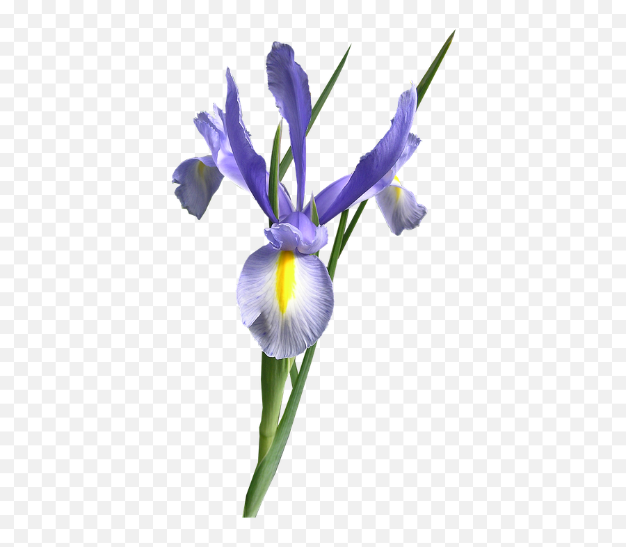 Dutch Iris Blue Flower Cut Out - Iris Flower Png,Iris Flower Png