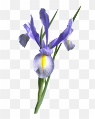 Dutch Iris Blue Flower Cut Out - Png