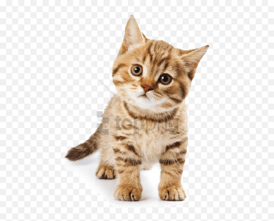 Cute Cat Png Transparent Images U2013 Free Vector - Cats Png,Cute Cat Transparent