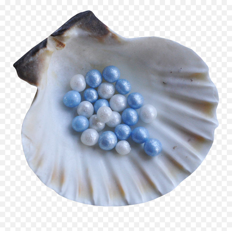Png Images Pngs Seashells Seashell 21png Snipstock - Seashell,Sea Shells Png