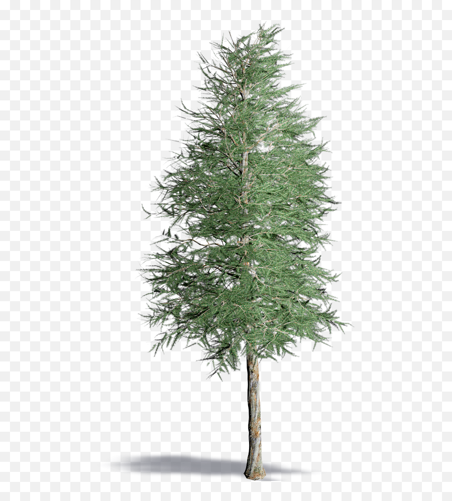 Japanese Tree - Realistic Black And White Pine Tree Hd Png Realistic Pine Tree Png,Pine Trees Silhouette Png