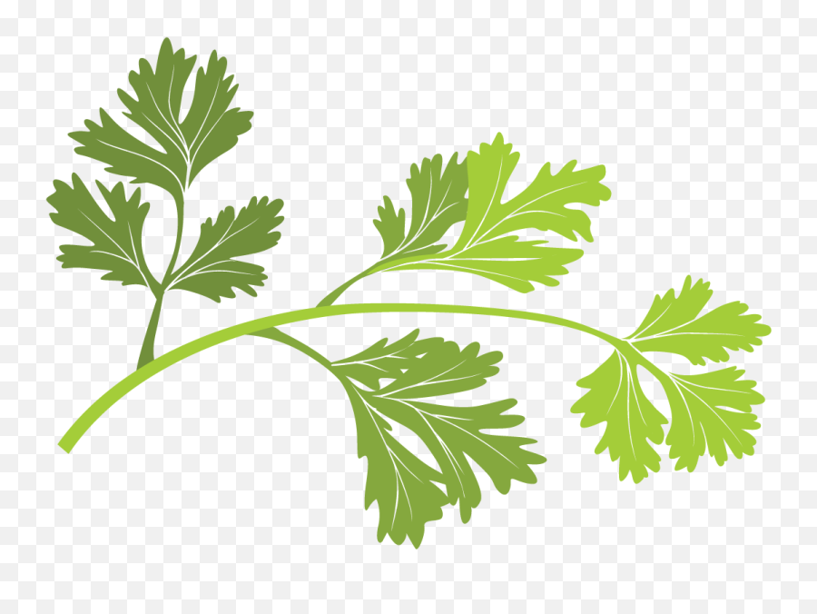 Parsley Clip Art Transparent Cartoon - Jingfm Parsley Illustration Png,Parsley Png