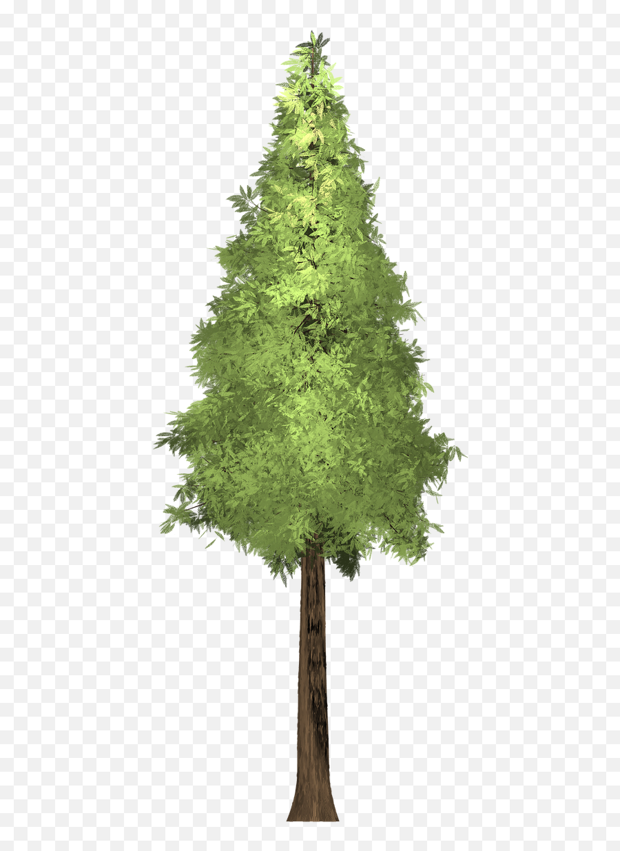 Redwood Tree Painted - Giant Sequoia Png,Redwood Tree Png