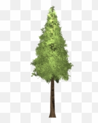 Redwood Tree Painted - Giant Sequoia Png,Redwood Tree Png