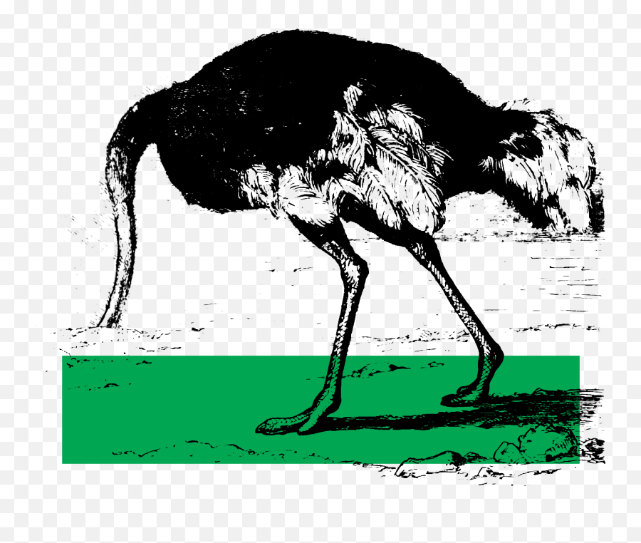 Consider The Ostrich - Common Ostrich Png,Drudge Report Icon