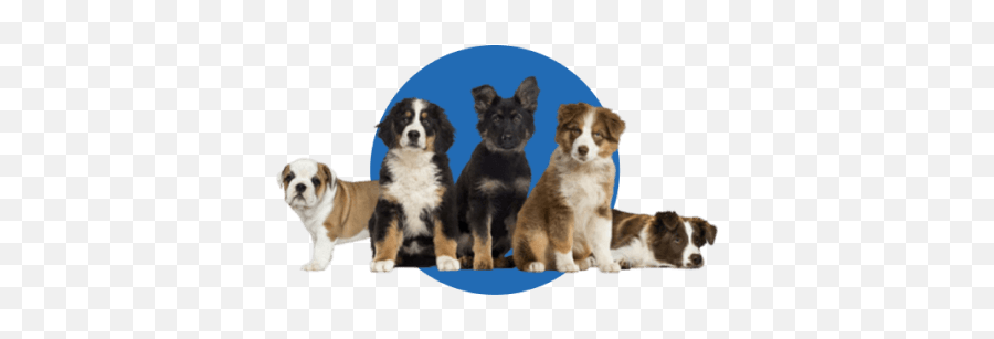 Dog Breeds Doggie Designer - Northern Breed Group Png,Australian Shepherd Icon