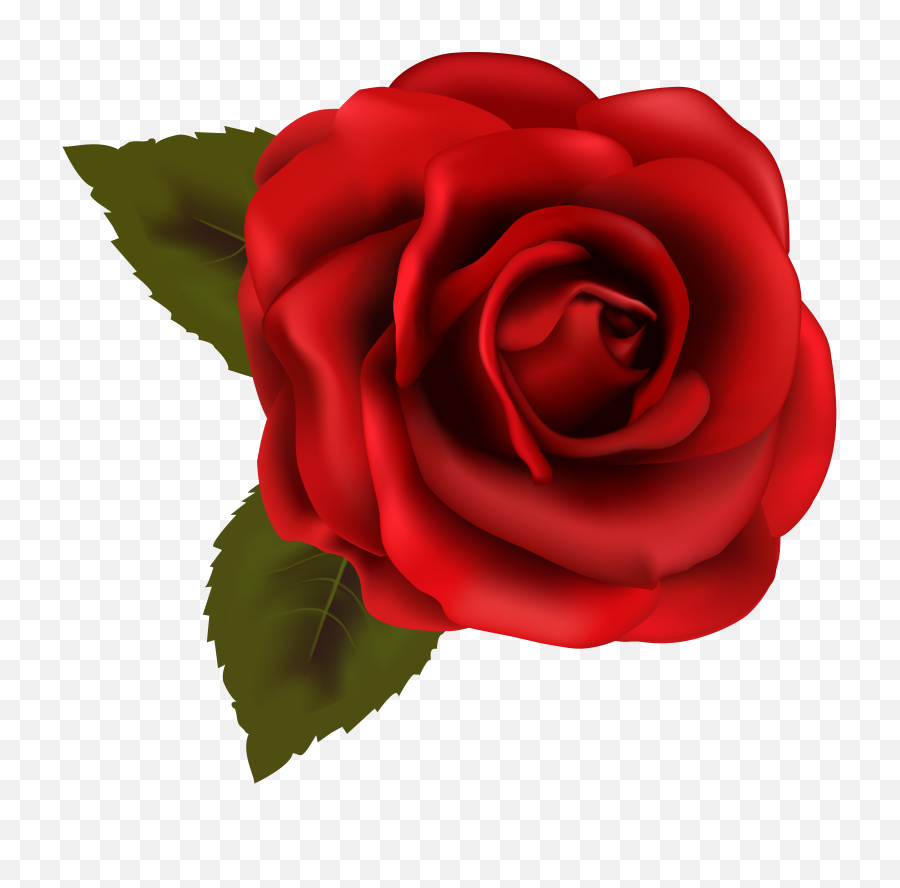 Rose Pictures Flower Images - Transparent Rose Clip Art Png,Rose Clipart Transparent Background