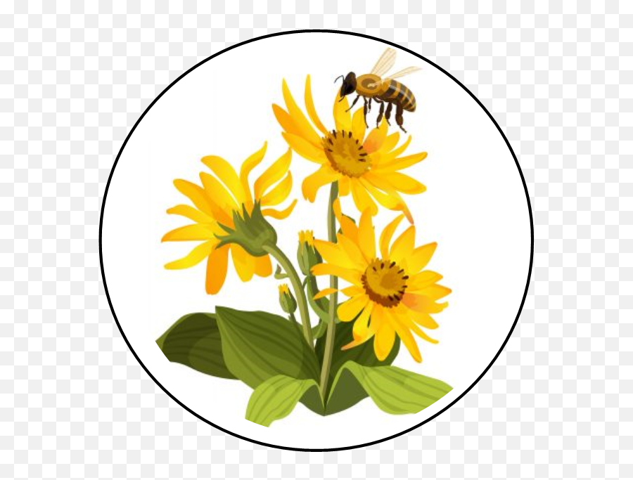 Backyard Bees Nyc U2013 Skin Sweetnessu2026inspired By Nature - Illustrator Honeycomb Vector Png,Bumblebee Icon