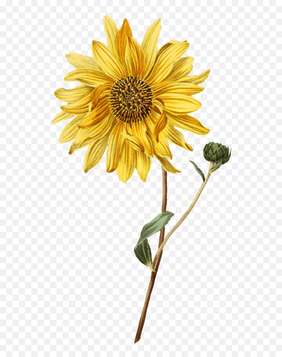 Sunflower And Bud Transparent Png - Stickpng Simple Sunflower Watercolor Painting,Tumblr Transparent Png