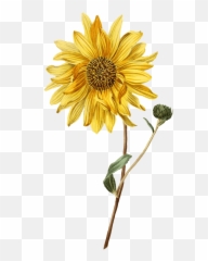 Sunflower And Bud Transparent Png - Stickpng Simple Sunflower Watercolor Painting,Tumblr Transparent Png
