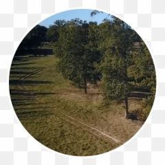 Wiggins Hunting Lodge Exceptional Whitetails One Of A Kind - Shade Png,Jesse Tree Icon