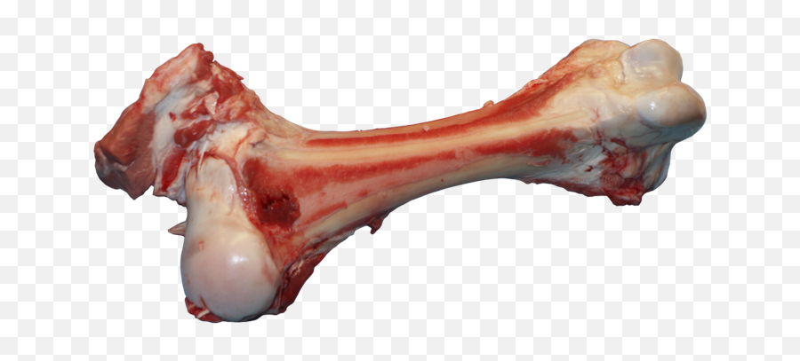 Bone Png Images Free Download - Bone With Meat Png,Bones Png
