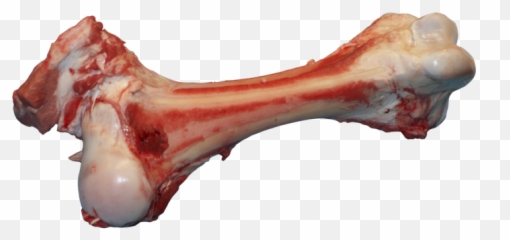 Bone Png Images Free Download - With Meat