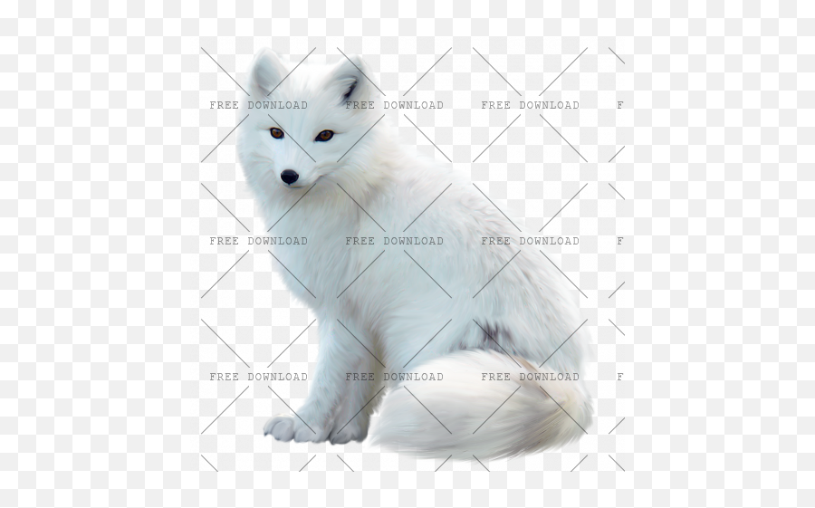 Arctic Fox Png Image With Transparent - Arctic Fox White Background,Fox Png