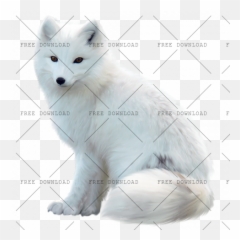 Arctic Fox Png Image With Transparent - Arctic Fox White Background,Fox Png